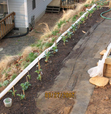 garden image