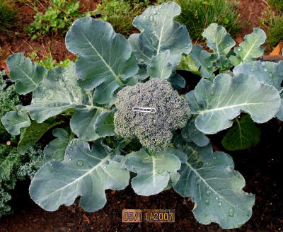 garden image