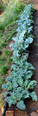 garden image