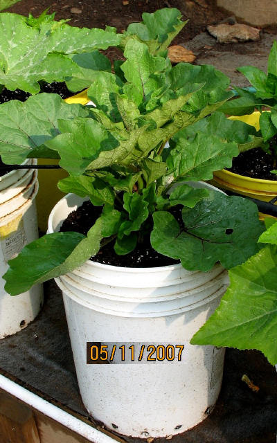 garden image