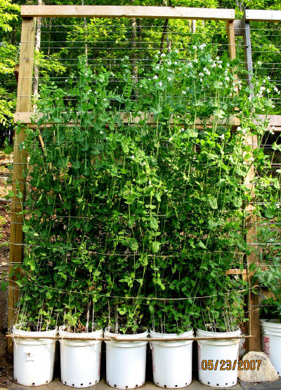 garden image