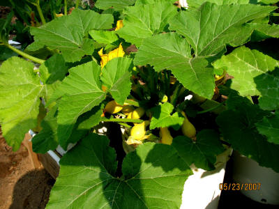 garden image