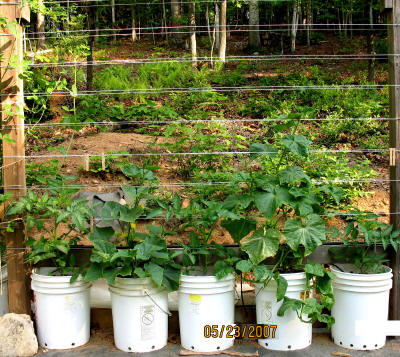 garden image