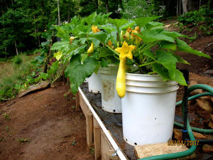 garden image