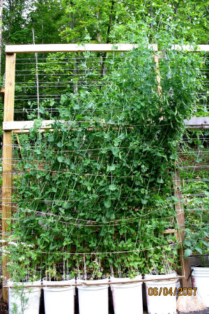 garden image