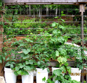 garden image