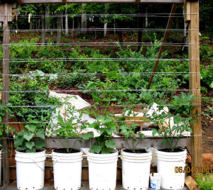 garden image