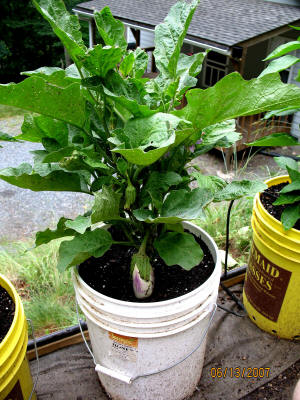 garden image