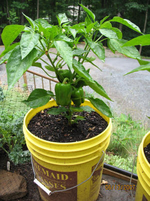 garden image