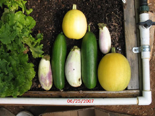 garden image