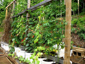 garden image