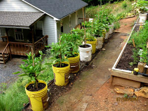 garden image