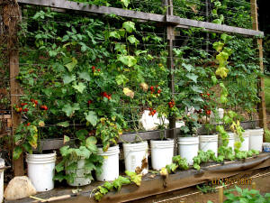 garden image