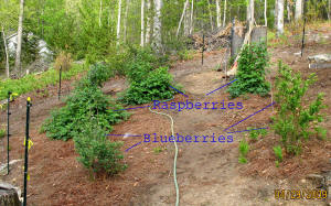 garden image
