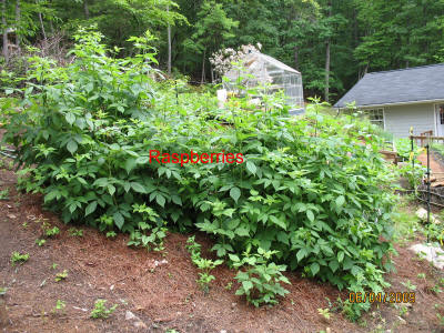 garden image