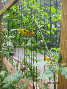 garden image