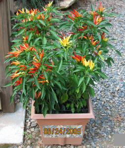 garden image
