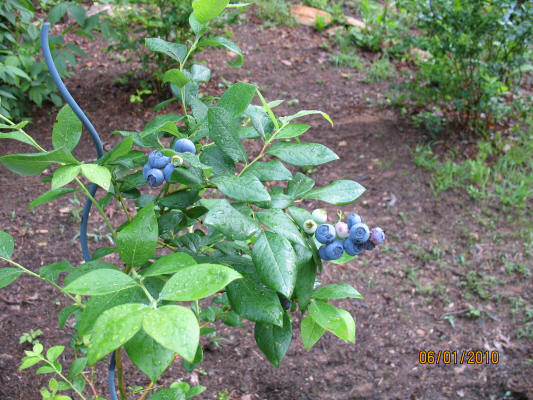 garden image