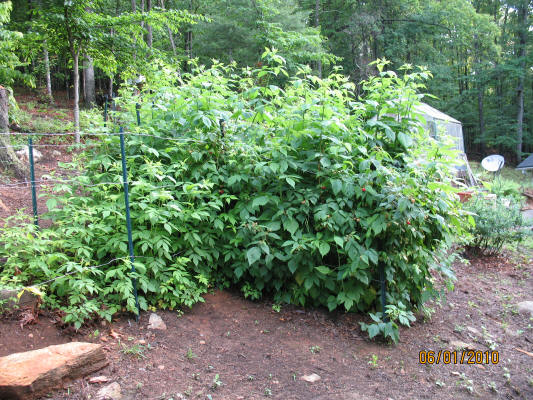 garden image