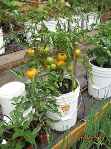 garden image