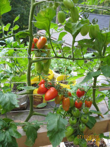 garden image