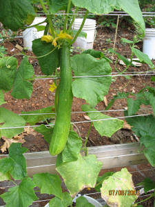 garden image
