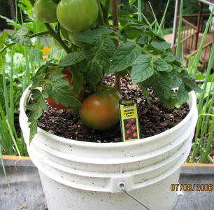 garden image
