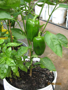 garden image