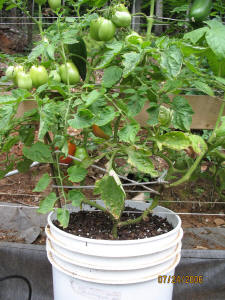 garden image