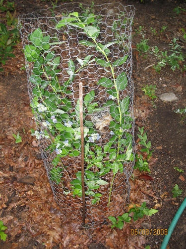 garden image