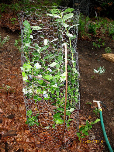 garden image