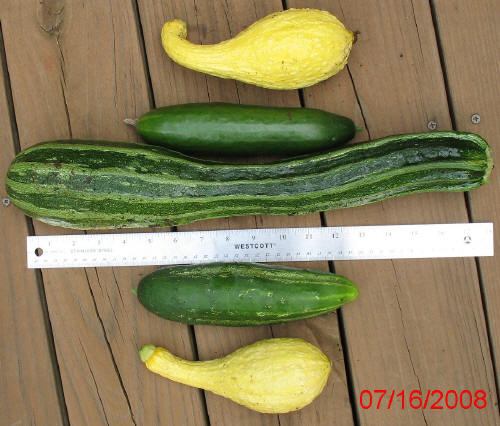 garden image