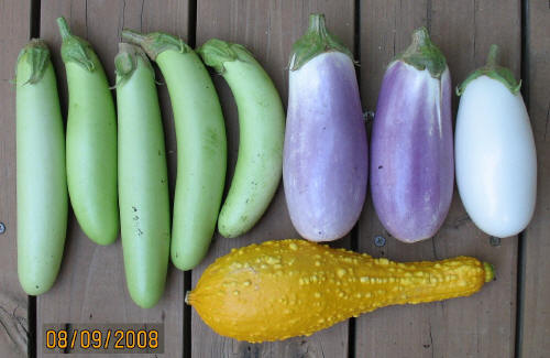 garden image
