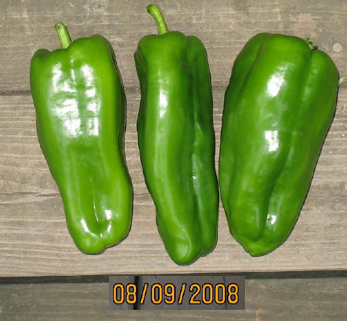 garden image