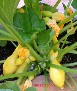 garden image
